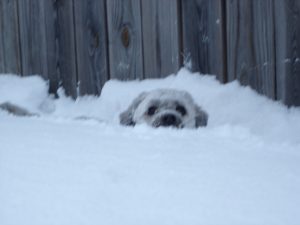 Moby burrows through the snow