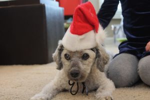 Tolerating the Santa hat