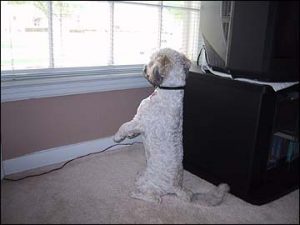 Moby perched on back haunches to elevate his view