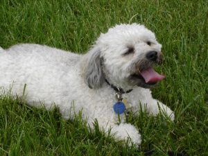 Moby resting in the grass