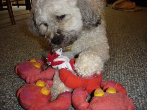 Moby and his toy crabs